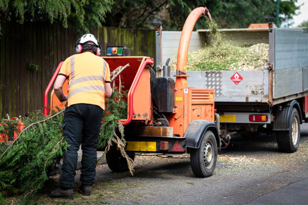 Best Tree Trimming and Pruning  in Middlesex, NC